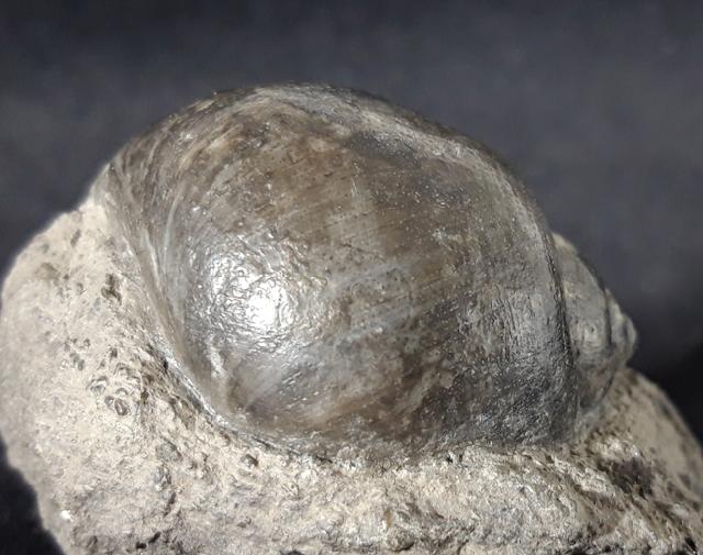 Ampullina vulcani (BRONGNIART 1823) - Bild &copy; FossNet FossilienStore